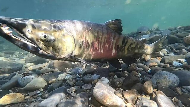 Underwater photography of chum salmon running upstream in the Churui River, Shibetsu Town, Hokkaido
