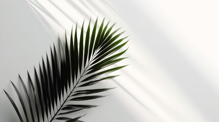 Simplicity and Nature: Palm Leaf Shadows on Light Background in a Minimalistic. AI generated