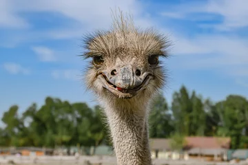 Fotobehang portrait of a ostrich © Yuliia
