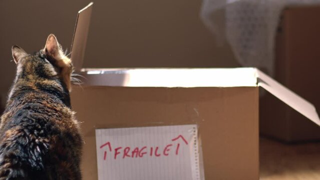 Moving home with pet cat of fragile boxe