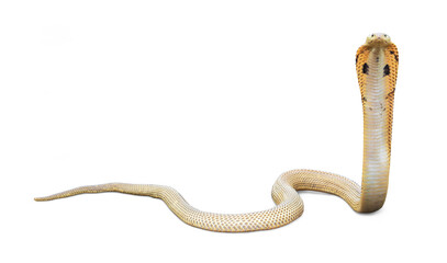 Venomous snake dangerous. Equatorial spitting cobra gold color (Naja sumatrana) isolated on white background. - obrazy, fototapety, plakaty