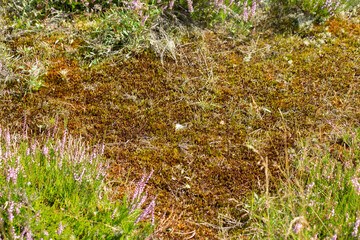 Brown-green background of moss and heather