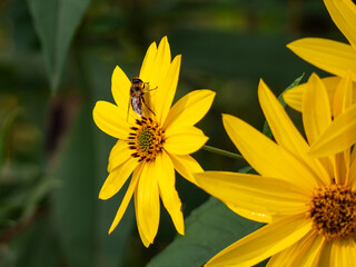 Bees collect nectar and pollen from flowers.