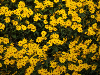 Beautiful yellow flowers blooming mainly in autumn.