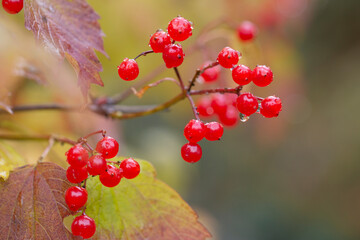 Bright red viburnum berries on branches in autumn. Medicinal plant.