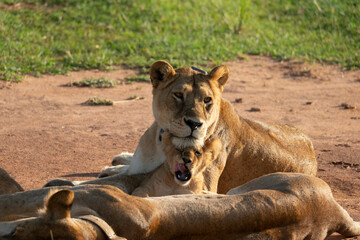 Lioness with cub in Uganda. 