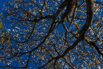 Ipes white tree flowering grove in the municipality of Marilia