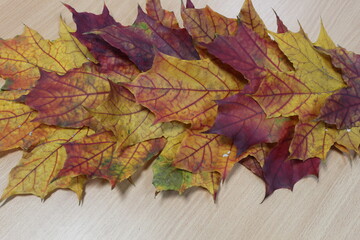 Yellow-red maple leaves. Autumn maple leaves laid out in a row.