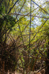 Fototapeta premium bamboo stems . Bamboo forest detail