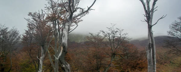Foto auf Leinwand Dry forest trees at cloudy landscape, tierra del fuego, argentina © danflcreativo