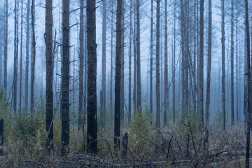 Tree trunks in a blue mist at dawn