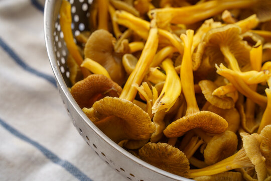 Close up shot of Washed Yellowfoot mushrooms (Craterellus tubaeformis), In a sieve on top of a kitchen towel.