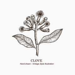 Hand drawn clove branch illustration. Vintage style illustration of clove branches. New clove branch illustration templete. Vintage illustration for logo, label, packaging.