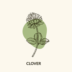 Hand drawn clover flower illustration. Illustration of clover flowers for logo and packaging design.