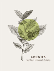 Hand drawn green tea branch. Vector hand drawn illustration. Vintage illustration for menu, label, packaging. Vector green tea and matcha. 
