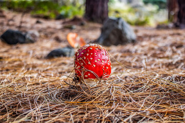 magia natural  © Reynel