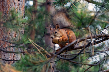 A cute red squirrel sits on a pine branch and eats walnuts. Wild animals, care for the environment.