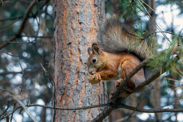 A cute red squirrel sits on a pine branch and eats walnuts. Wild animals, care for the environment.