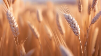 Shallow depth of field on wheat ears isolated pastel background