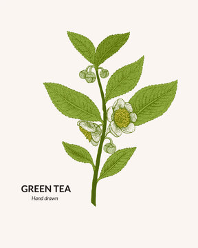 Hand drawn green tea branch illustration. Green tea branch illustration for logo design and vintage style packaging.