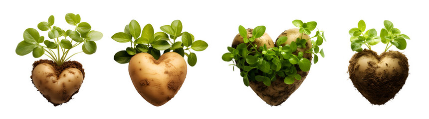 heart shaped potatoes - obrazy, fototapety, plakaty