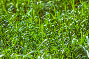 Obraz premium green grass background
