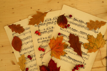 autumn leaves on old music paper - 667754378