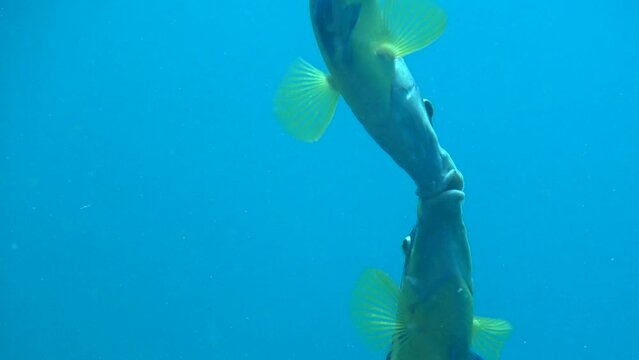 Couple of peacock wrasse (Symphodus tinca) in Mediterranean sea