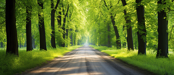 Obraz premium Single lane rural gravel road through the tall green linden trees. Sunlight flowing through the tree trunks. Fairy forest scene. Art, hope, heaven, wilderness, loneliness, pure nature concepts.