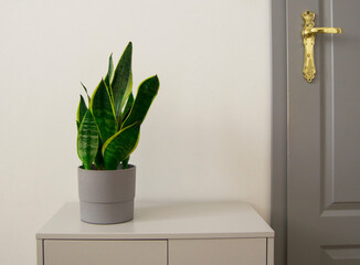 Green plant in pot on gray background near wooden door.