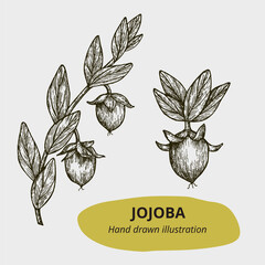Hand drawn vector illustration jojoba oil. jojoba branch sketch. jojoba oil logo template. illustration of jojoba branch for menu, recipe, packaging, wrapping paper, logos