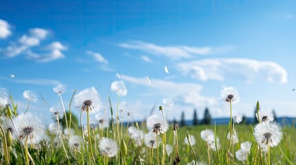 Obraz premium Field with dandelions and blue sky, Generative AI