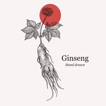 Ginseng sketch. Hand drawn vector illustration ginseng. ginseng logo template. Vector illustration of ginseng. For menu, recipe, packaging, wrapping paper, logos