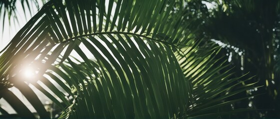 Summer natural color green palm leaves and hard shadows. Tropical background. Minimal summer concept