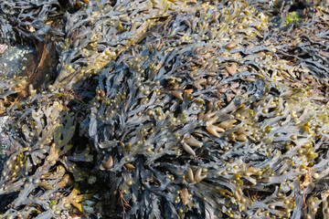 Algue, Varech visiculeux, Fucus vesiculosus