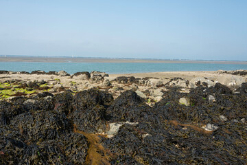 Passage du Gois, baie de Bourgneuf, île de Noirmoutier, Vendée, 85, France