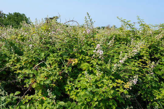 Rufus fruticosus, Roncier, Mure