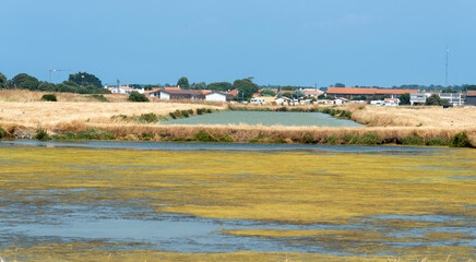 Ruppia maritima, Limu , ruppie, marais salants , île de Noirmoutier, 85, Vendée, France