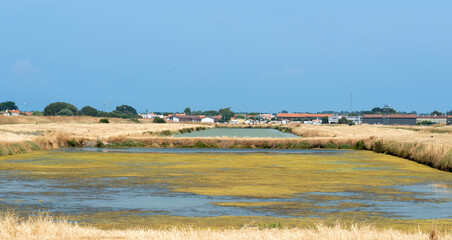 Ruppia maritima, Limu , ruppie, marais salants , île de Noirmoutier, 85, Vendée, France