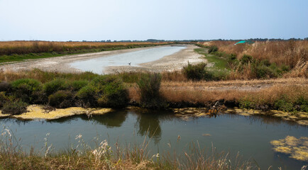 Ruppia maritima, Limu , ruppie, marais salants , île de Noirmoutier, 85, Vendée, France