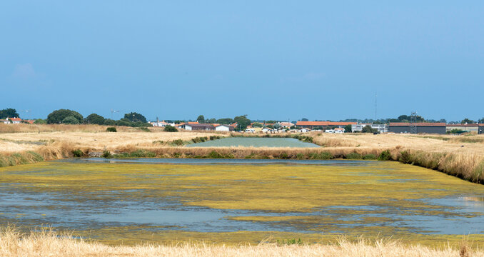 Ruppia maritima, Limu , ruppie, marais salants , &icirc;le de Noirmoutier, 85, Vend&eacute;e, France