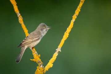 barred warbler - migratory passerine singing bird Sylvia nisoria sitting on branch, male - Poland, Europe