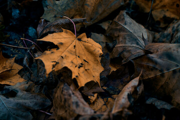 autumn leaves on the ground 4