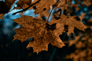 autumn leaves on the ground 1