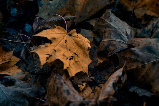 autumn leaves on the ground 4