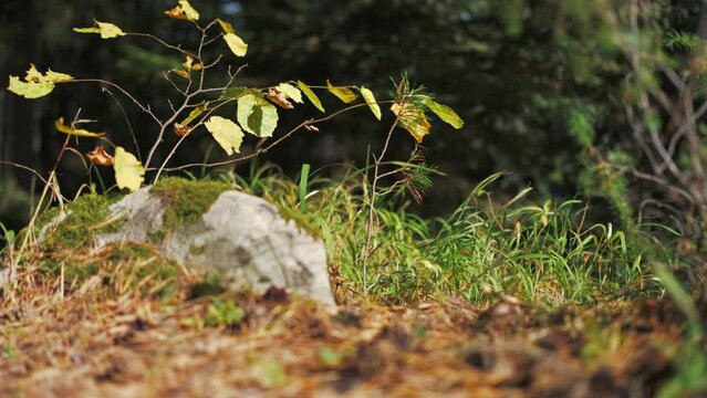 Close-up of an autumn young tree with bright yellow leaves growing on a stone in forest, autumn time 4k real time footage with free space, with slow camera movement to the right, environmental concern