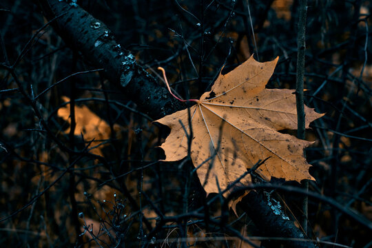 autumn leaves on the ground 3
