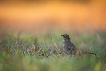 male Blackbird Turdus merula on the forest puddle amazing warm light sunset sundown