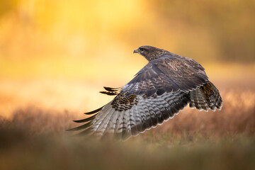 common buzzard Buteo buteo in the fields , buzzards in natural habitat, hawk bird on the ground,...