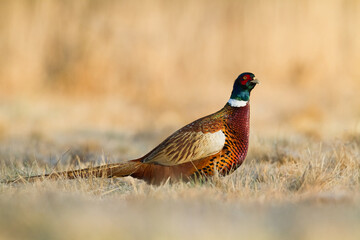 Bird Common pheasant Phasianus colchius Ring-necked pheasant in natural habitat